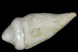 Rooted Fossil Sea Lion (Allodesmus) Tooth - Bakersfield, CA #175179-1